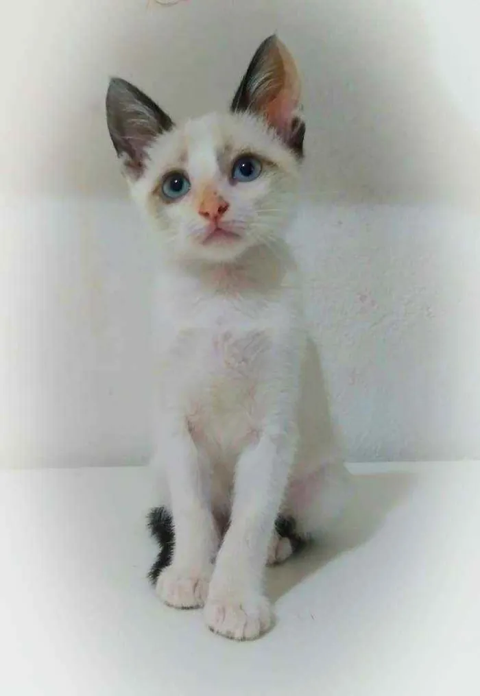 Gato ra a Srd idade 2 a 6 meses nome Star
