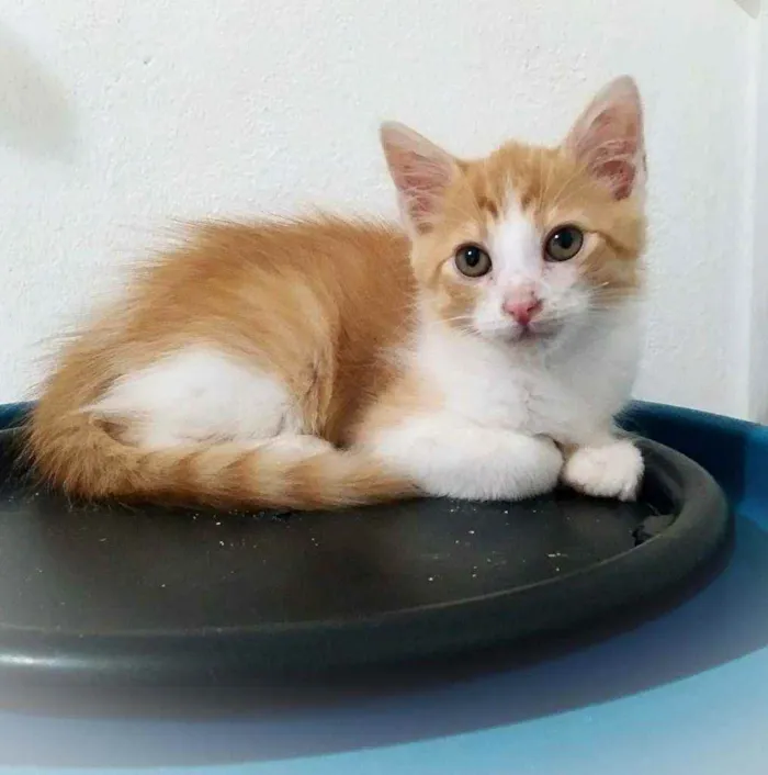 Gato ra a Srd idade 2 a 6 meses nome Ronnie