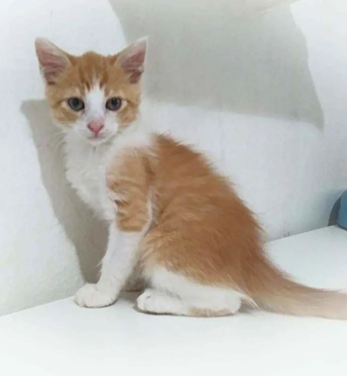 Gato ra a Srd idade 2 a 6 meses nome Ronnie