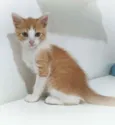 Ronnie