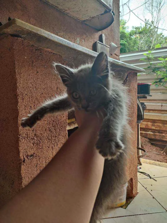 Gato ra a Não sei idade 2 a 6 meses nome Não tem! 