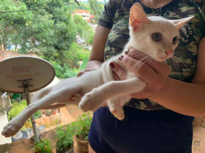 Gato ra a Não sei idade 2 a 6 meses nome Não tem! 