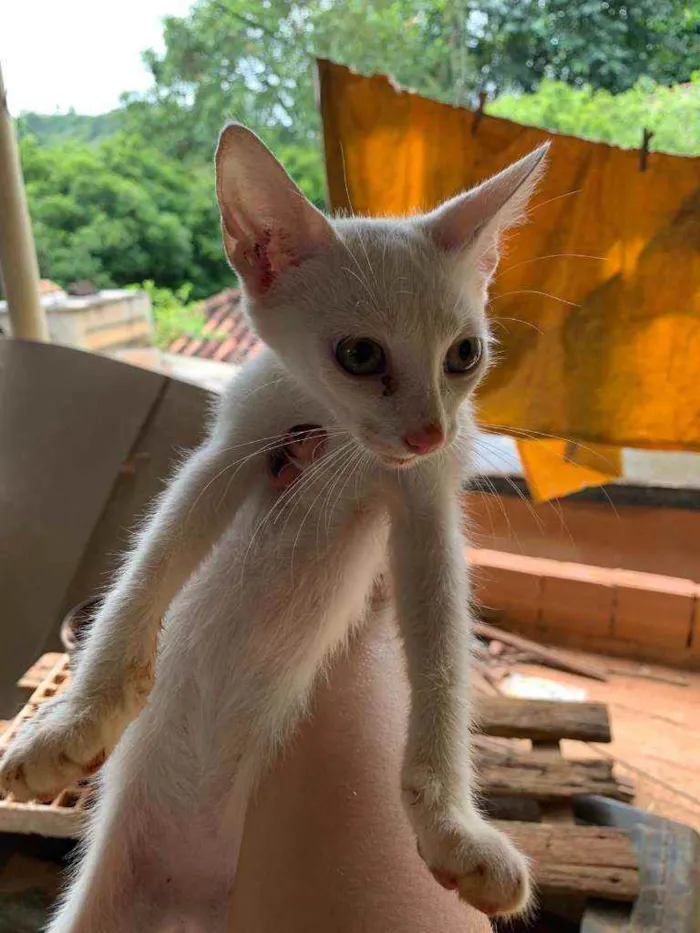 Gato ra a Não sei idade 2 a 6 meses nome Não tem! 