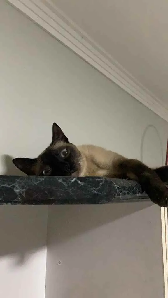 Gato raça Siamês  idade 1 ano nome Babalu