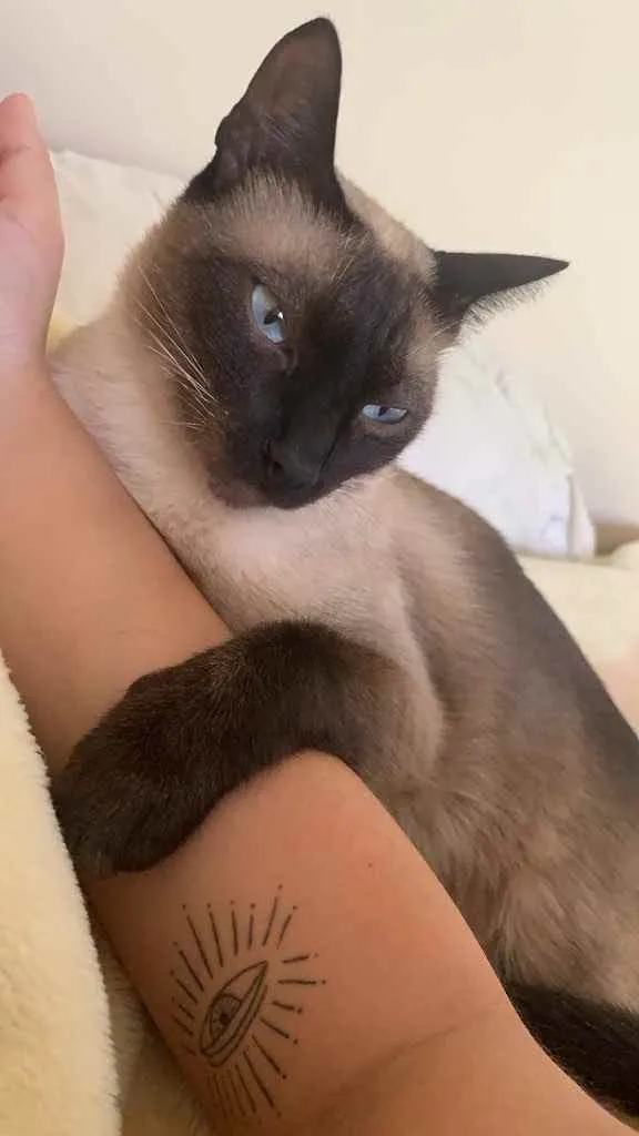 Gato raça Siamês  idade 1 ano nome Babalu