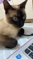 Babalu
