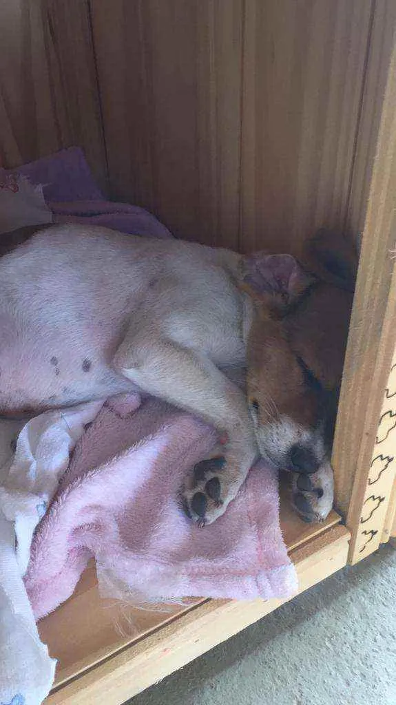 Cachorro ra a Srd idade 7 a 11 meses nome Du filhote 