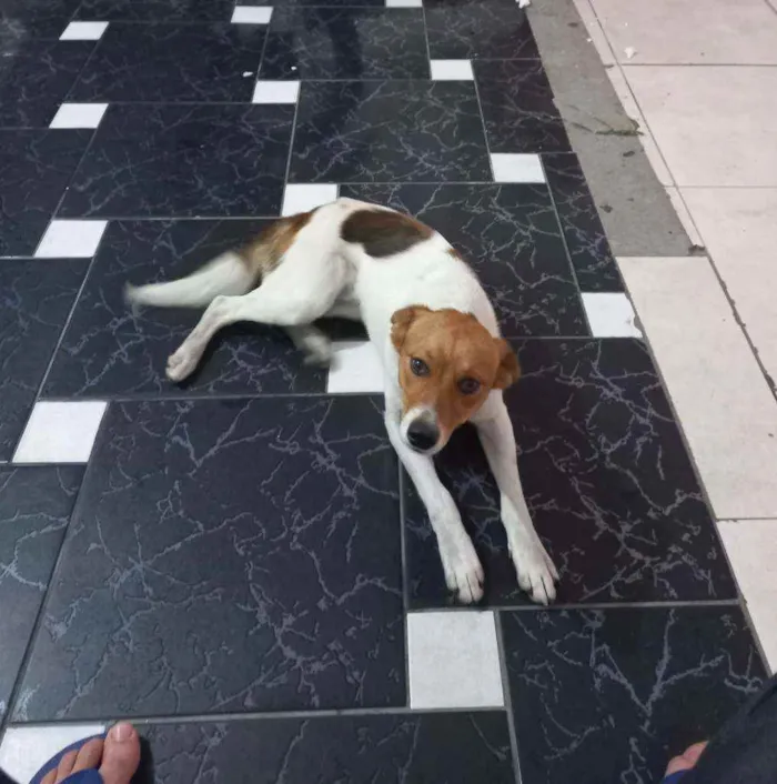 Cachorro ra a Srd idade 7 a 11 meses nome Du filhote 