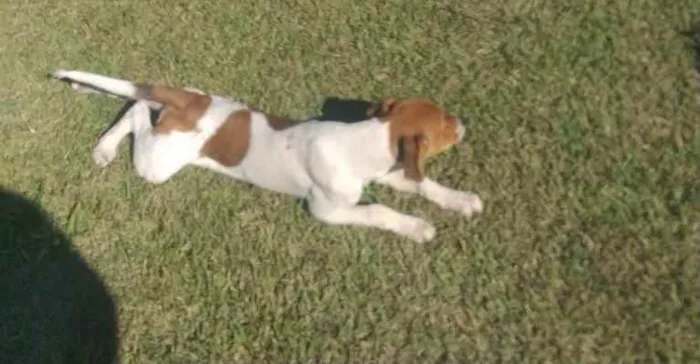 Cachorro ra a Srd idade 7 a 11 meses nome Du filhote 