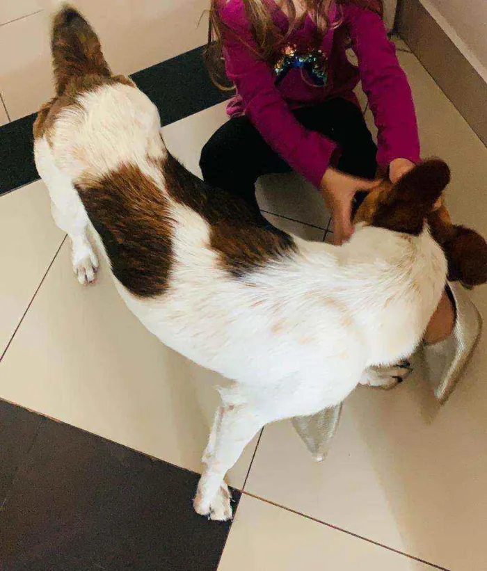 Cachorro ra a Srd idade 7 a 11 meses nome Du filhote 