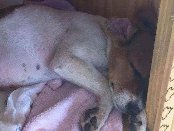 Cachorro ra a Srd idade 7 a 11 meses nome Du filhote 