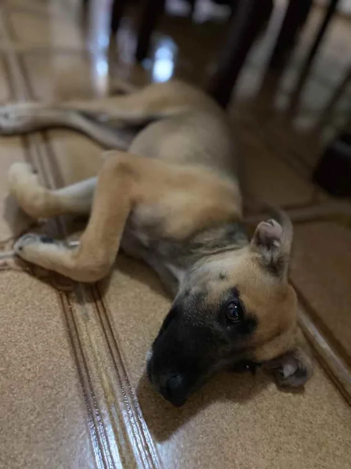 Cachorro raça Vira-latas  idade Abaixo de 2 meses nome Sem nome
