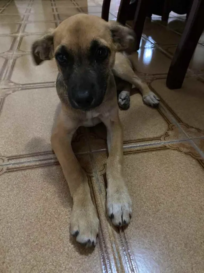 Cachorro raça Vira-latas  idade Abaixo de 2 meses nome Sem nome