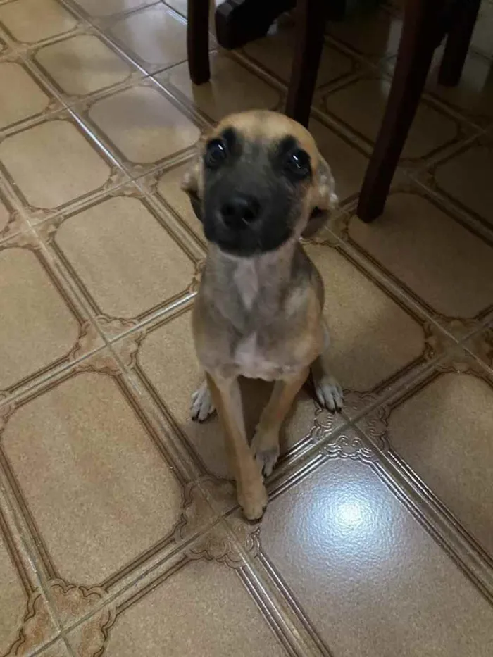 Cachorro raça Vira-latas  idade Abaixo de 2 meses nome Sem nome