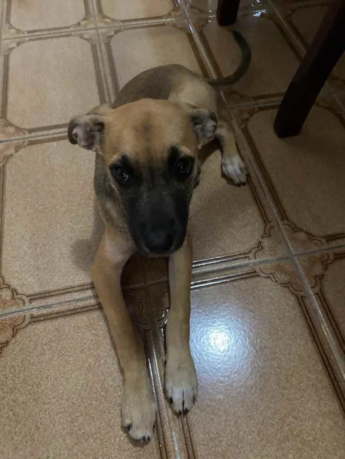 Cachorro raça Vira-latas  idade Abaixo de 2 meses nome Sem nome