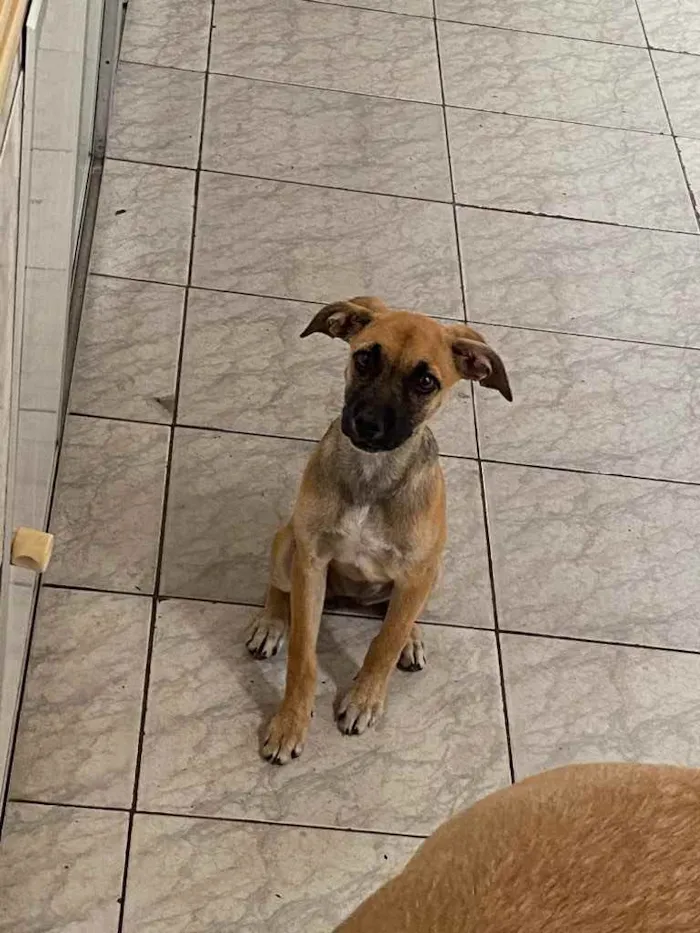 Cachorro raça Vira-latas  idade Abaixo de 2 meses nome Sem nome