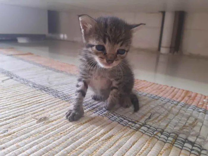Gato ra a SRD idade Abaixo de 2 meses nome Pê