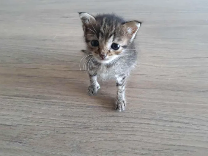 Gato ra a SRD idade Abaixo de 2 meses nome Pê