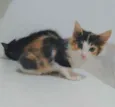 Sophia