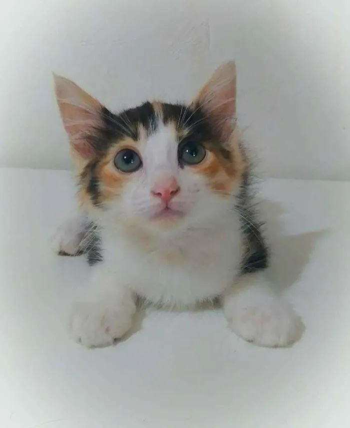 Gato ra a Srd idade 2 a 6 meses nome Sophia