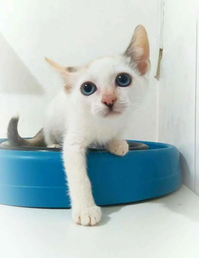 Gato ra a Srd idade 2 a 6 meses nome Sasha