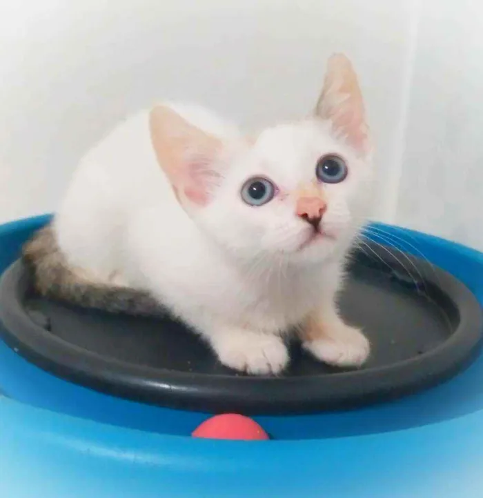 Gato ra a Srd idade 2 a 6 meses nome Sasha