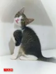 Nikko
