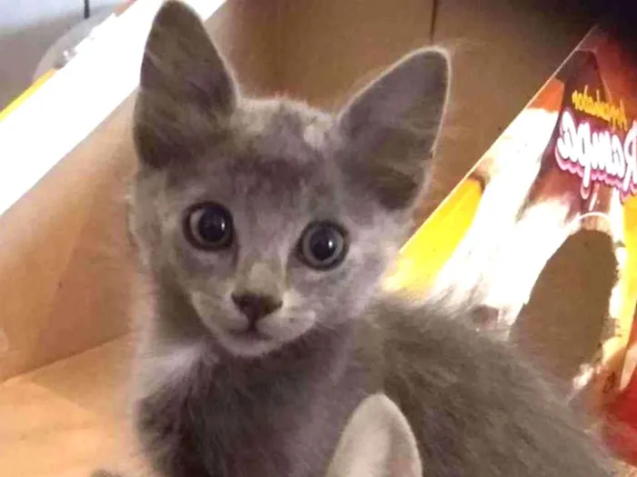 Gato raça srd idade 2 a 6 meses nome sem nome