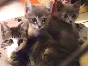 Gato raça srd idade 2 a 6 meses nome sem nome