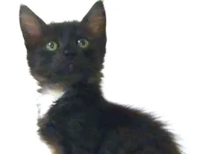 Gato raça Srd idade 2 a 6 meses nome Zack