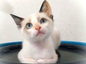 Gato raça Srd idade 2 a 6 meses nome Star