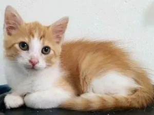 Gato raça Srd idade 2 a 6 meses nome Ronnie