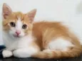Ronnie