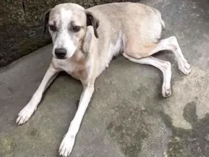 Cachorro raça Vira-lata idade 4 anos nome Xena 