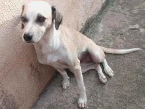 Cachorro raça Vira-lata idade 4 anos nome Ravena