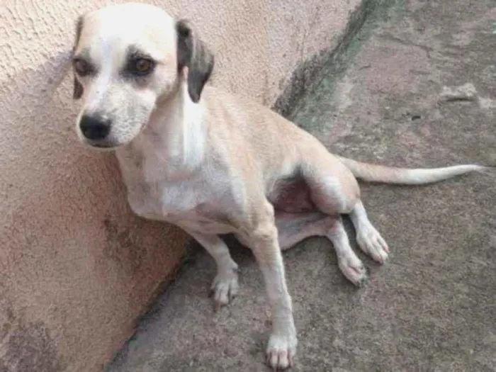 Cachorro ra a Vira-lata idade 4 anos nome Ravena