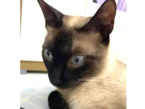 Gato raça Siamês  idade 1 ano nome Babalu