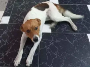 Cachorro raça Srd idade 7 a 11 meses nome Du filhote 