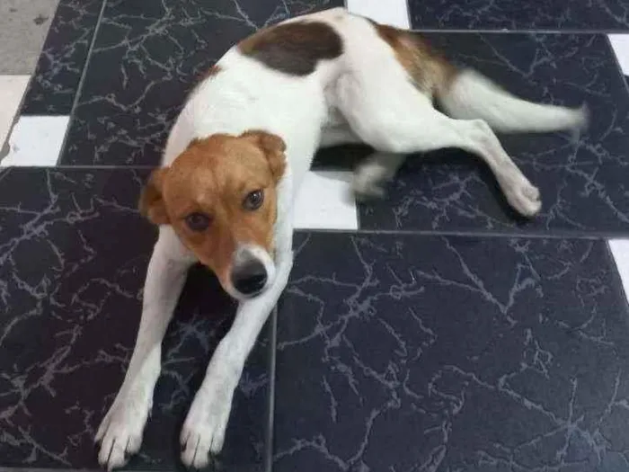 Cachorro ra a Srd idade 7 a 11 meses nome Du filhote 