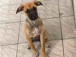 Cachorro raça Vira-latas  idade Abaixo de 2 meses nome Sem nome