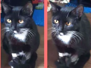 Gato raça Srd idade 2 a 6 meses nome Mimi