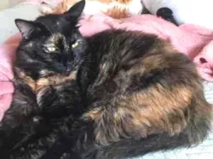 Gato raça Srd idade 1 ano nome Mada