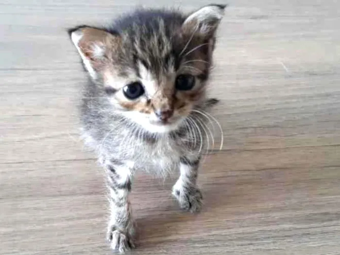 Gato ra a SRD idade Abaixo de 2 meses nome Pê