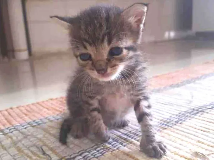 Gato ra a SRD idade Abaixo de 2 meses nome Pê