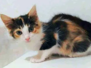 Gato raça Srd idade 2 a 6 meses nome Sophia