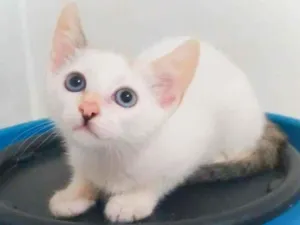 Gato raça Srd idade 2 a 6 meses nome Sasha