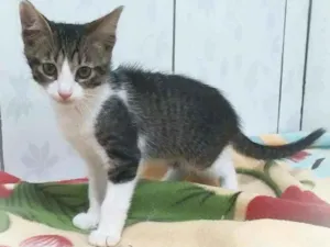 Gato raça Srd idade 2 a 6 meses nome Nikko
