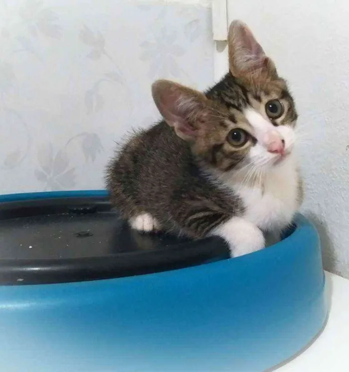 Gato ra a Srd idade 2 a 6 meses nome Kari