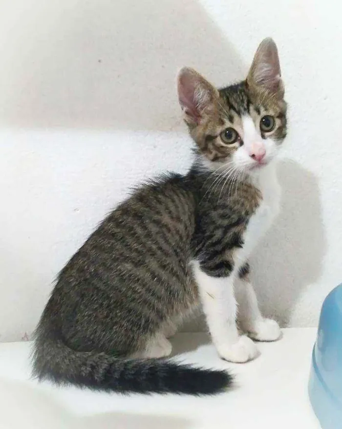 Gato ra a Srd idade 2 a 6 meses nome Kari