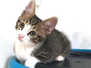 Gato raça Srd idade 2 a 6 meses nome Kari